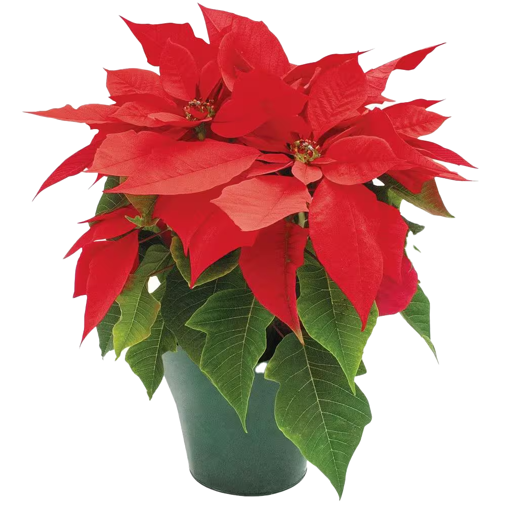 Poinsettia.png